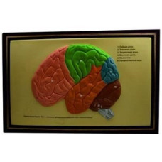 BEYNİN YAPISI LEVHASI