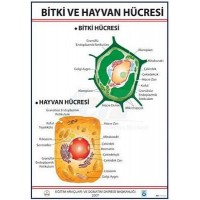 BİTKİ VE HAYVAN HÜCRESİ LEVHASI