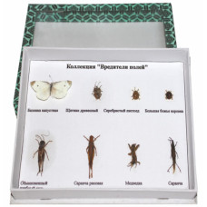 BÖCEK ÇEŞİTLERİ