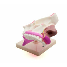 BURUN KESİTİ MODELİ