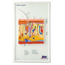 DERİ KESİTİ (BÜYÜTÜLMÜŞ)