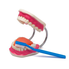 DİŞ FIRÇALAMA MODELİ