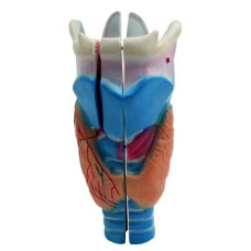 GIRTLAK MODELİ EDULAB