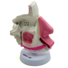 İNSAN NAZOFARENKSİ MODELİ