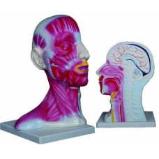 KAFA VE BOYUN KESİTİ MODELİ