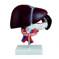 Karaciğer, Pankreas ve Onikiparmak bağırsağı Modeli