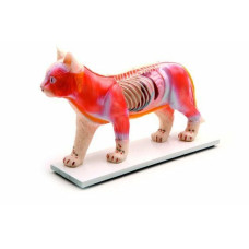 KEDİ MODELİ EDULAB