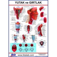 Yutak Ve Gırtlak Eğitim Plakası